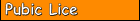 Pubic Lice