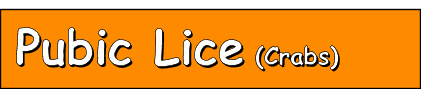 Pubic Lice (Crabs)
